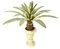 Agave Plant on Aloe Trunk
