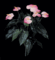 P-3263 22.5" Tropical Anthurium Bush-Pink
