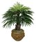 3' Fountain Palm on Aloe Trunk