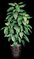 4' Faux Life Like Chinese Evergreen House Plant