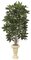 W-2400 Schefflera Tree   Select your size
