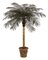 Custom Made  7 feet Phoenix Palm Tree For Exterior Use
