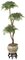 W-3033 Custom Made 6 Foot Ming Aralia Bonsai Tree  with 3 Heads Or select your branch style!