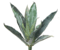 19.5 inches Agave Plant - 12 Leaves - Green