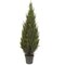 EF-3346 Choose from 5' and 6' Size Pond Cypress Tree in Plastic Pot
