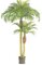 EF-6526 Phoenix Palm Tree With two trunks 4 feet and 6 feet