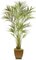 EF-5434 8' Kentia Palm Tree 1870 lVS