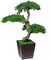 EF-0048 4 feet Senshi Bonsai (meaning "soldier") includes three large Heads.