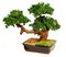 EF-0018  (18 inches 20 inches Triple Head Preserved Monterey Bonsai