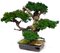 EF-0020 Large 4 head Monterey Bonsai 20 inches to 24 inches Tall
