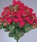EF-740 Large 22 inchesPoinsettia 9 6.5 inches to 11 inches –Silk Blooms, 2–4.75 inches Buds, 70–3 inches to 4.5 inches Leaves. Red
