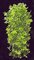 EF-138 28 inches *12 inches Outdoor UV Rated Hanging English Ivy Vine (2 Sizes To Choose From)