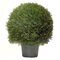 EF-3339 30 inches Pond Cypress Ball Topiary 22 inches Wide Indoor/Outdoor