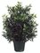 EF-LPS230-GR 32"SKIMMIA BUSH (Price is for a 4 PC SET)