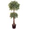 EF-1850 6' Ruscus Double Ball Topiary with Braided Soft Trunk 4462 Lvs