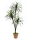 EF-418 66 inches Yucca x3 w/118 Lvs. & Coconut Bark (Price is for a 2 pc set)