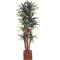 EF-1848 6.5' Custom Made Yucca Dracaena Plant w/214 Lvs 8 Heads 