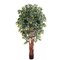 EF-1847 6' Sakaki Ficus Tree 2,205 Lvs Natural Trunk