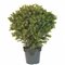 EF-3301 38" Basil Leaf Topiary W/1083 Lvs Indoor/Outdoor