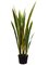 EF-S501 44" Sansevieria Plant in Plastic Pot Yellow (Sold as a 2 pc Set)