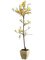 EF-LFF443-YE 35 inches Forsythia Topiary in Terra Cotta Pot Yellow(Sold in a 4 PC Set)