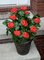 EF-145R 26 inches Extra Full Geranium Bush - 134 Leaves - 10 Flowers - 8 Buds (Comes in Red, White or Pink)
