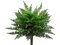 EF-287  19 inches Plastic Ruffle Fern Bush  Green Indoor/Outdoor (Sold in a 4pc set)