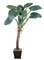 EF-3086 8.5' Giant Alocasia Tree has 8 leaves, 2 flowers, and 3 berry pods