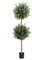 EF-63A 5.5' Natural Trunk Double Ball Olive Topiary w/Olive in Pot Two Tone Green (Price is for a 2 pc set)