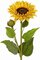 EF-130T 36" Sunflower 7.5" Silk Bloom, 2" Bud, Flocked Leaves. Gold Yellow(Price is for a set of 6pc)