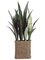 EF-344 32" Sansevieria Plant in Seagrass Basket Two Tone Green (Price is for a 2 pc set)