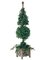 EF-005 	64" Cone/Ball-Shaped Star Ivy w/2192 Lvs. in Wooden Pot