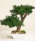 EF-0127 Preserved Bonsai stands 20" tall and 15" wide in this decorative white ceramic container 10" x 10"