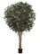 EF-909  9' Ficus Retusa Giant Tree natural Wood Trunks in Pot Two Tone Green