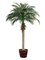 EF-4377  6' Phoenix  Date Palm Tree in Willow Basket