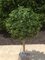 EF-786  24 inches Tall  20 inches Wide Outdoor Boxwood Ball Topiary
