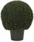 EF-3337    30" Tall 22" Wide  Mini Tea Leaf  Boxwood Topiary has 2919 leaves and comes in a 12" plastic pot  Indoor/Outdoor