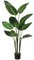 EF-605  	5' Bird of Paradise Plant in Plastic Pot Green (Price is for a 2pc Set)
