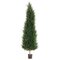 EF-276  	6 feet Natural Canadian Cypress Tree w/3198 Lvs.in Plastic Pot Green Indoor/Outdoor