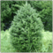 EF-67  5' to 8' Tall Fresh Cut Natural Balsom Fir Christmas trees dark Green Color