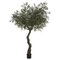 EF-187   7.5' Exotic  Olive Tree in Plastic Pot  Green Black