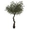 EF-187   7.5 feet Exotic  Olive Tree in Plastic Pot  Green Black