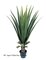 EF-3307 48" Agave Plant has 18 leaves and comes in a black plastic pot INDOOR/OUTDOOR