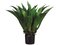 EF-616  	33" Giant Mexican Agave in Plastic Pot Green