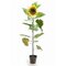 EF-476  5' Potted Sunflower