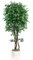 EF-4103   6.5'  Ming Aralia Tree has 5 Natural Dragonwood Trunks with 4,522 Leaves