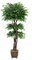 EF-4085   7.5'   Tiered Ming Aralia Tree comes on 5 Natural Dragonwood trunks and has 4,403 Leaves