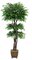 EF-4085   7.5 feet   Tiered Ming Aralia Tree comes on 5 Natural Dragonwood trunks and has 4,403 L...