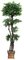 EF-1879   5'  Tropical Ruscus Topiary has 6 tiers with 2,762 leaves on natural trunks