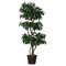 EF-2143   6.5'  Tropical Mango Tree with Natural Trunks